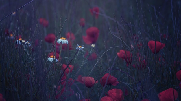 Natural yellow flowers growing among the poppies at sunrise