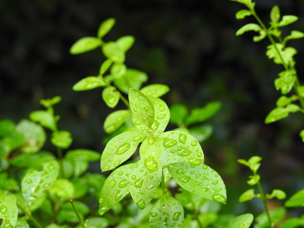 Naturaleza y gotas de lluvia