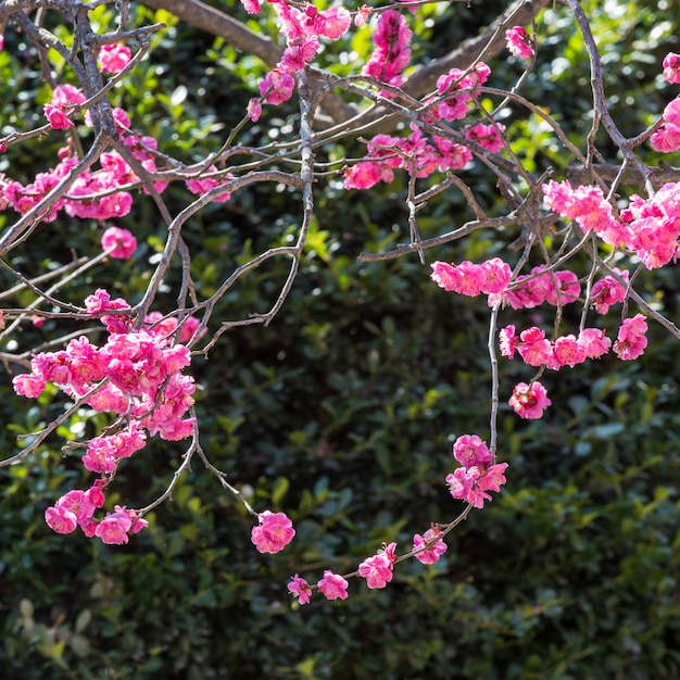 A naturally grown wreath of red flowers.