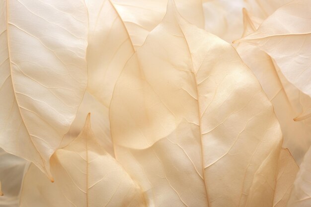 Nature abstract of flower petals beige transparent leaves with natural texture