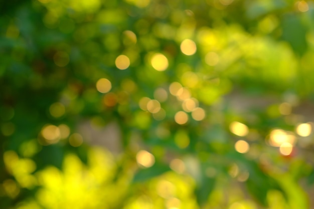 Nature abstract green and yellow gold bokeh blurred backgroundsunlight shining to the leaves under