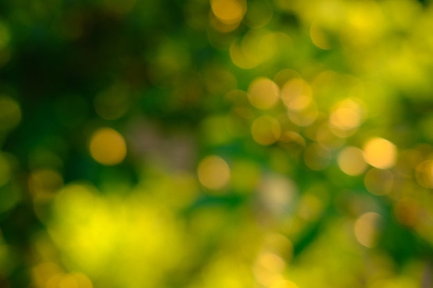 Nature abstract green and yellow gold bokeh blurred backgroundsunlight shining to the leaves under