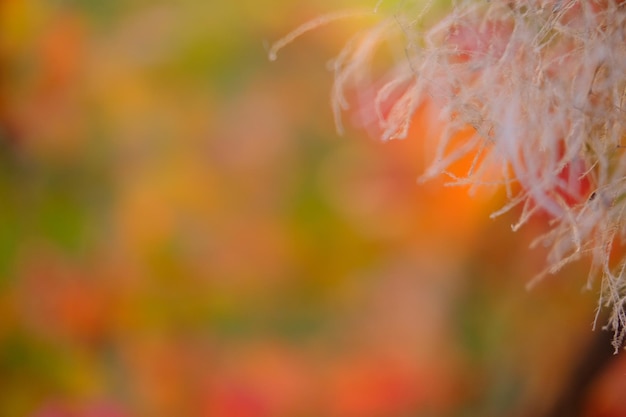 Nature abstract orange and yellow gold red bokeh blurred backgroundsunlight shining to the leaves