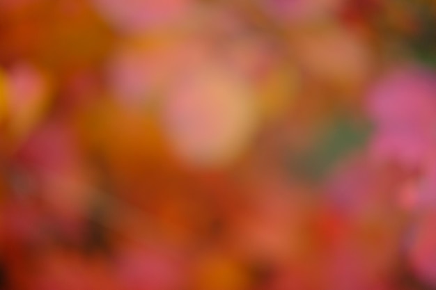 Nature abstract orange and yellow gold red bokeh blurred backgroundsunlight shining to the leaves