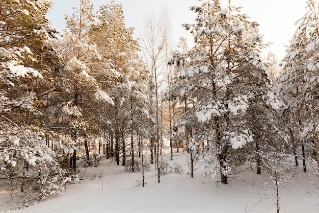 Nature after a snowfall