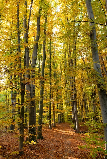 Nature of autumn forest forest nature way road in autumn season seasonal nature in autumn forest