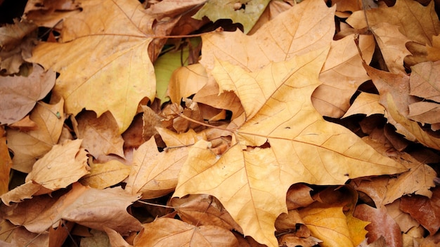 Photo nature autumn leaves background this colorful background image of falling autumn leaves