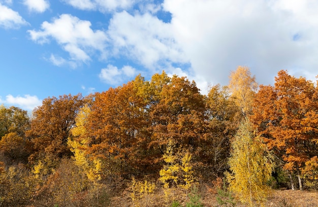 Nature in autumn season - photographed trees and nature in the autumn of the year, yellowed vegetation and trees