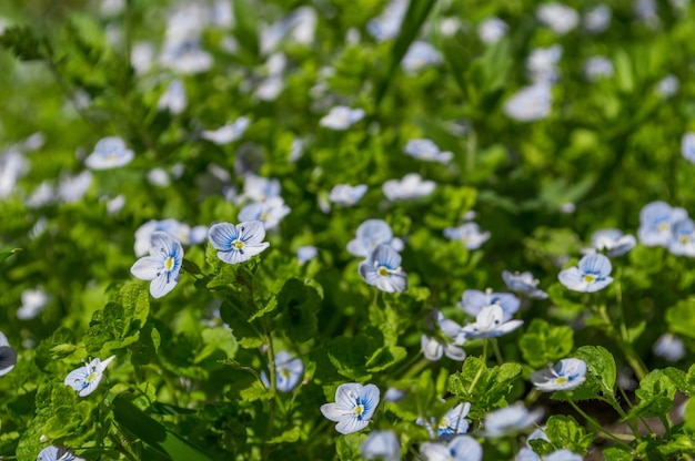 Nature background of blue small Speedwell flowers in green grass Photo of spring