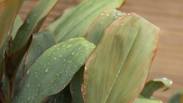 Nature background of Cordyline Fruticosa Leaf with Raindrop