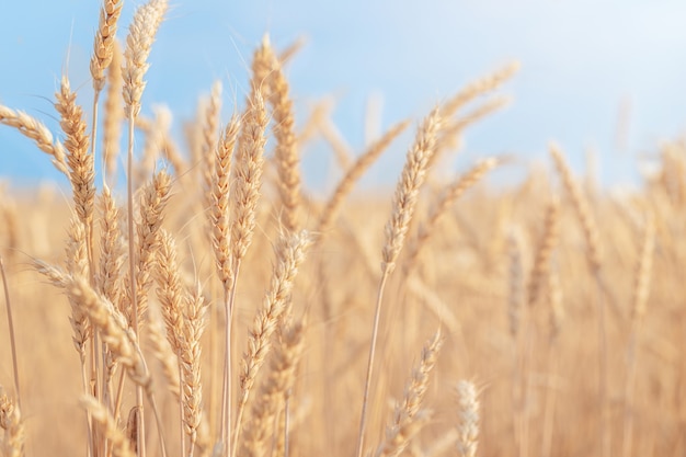 Nature background  the field of ripe wheat against the blue sky