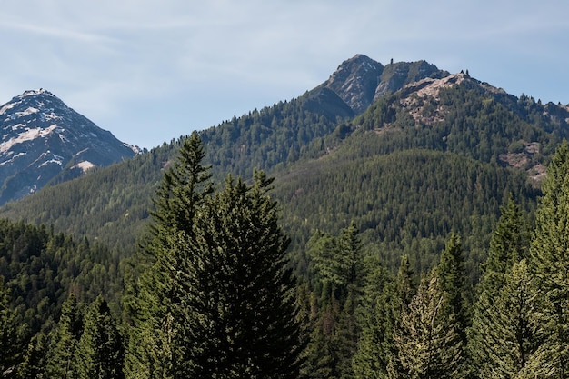 nature background forest mountain season tree fog horizontal no people photography hill s