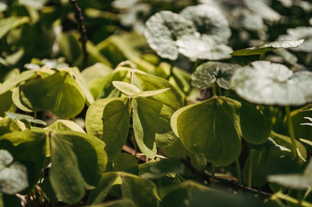 Nature background from green leaves Summer grass wallpaper