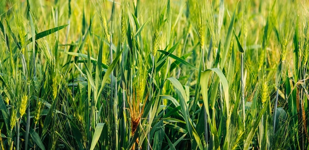 Nature background of green barley field