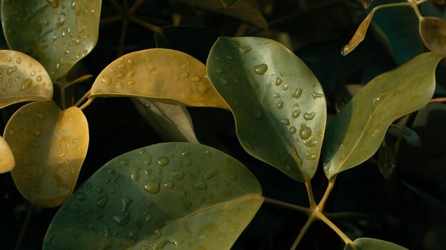 Nature Background Patmonobo Leaves with raindrop