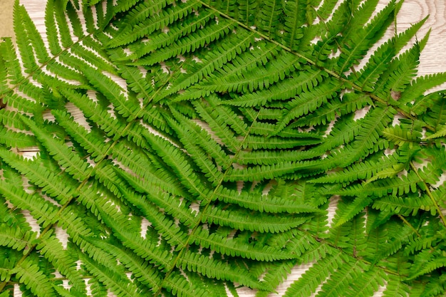 Nature background wallpaper with variety of green fern branches natural eco ecology eco friendly concept top view flat lay