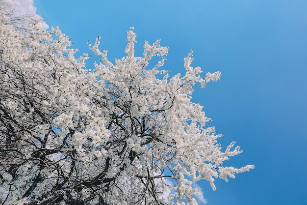 Nature background with bloossom cherry white tree with flowers and blue peaceful sky place for text