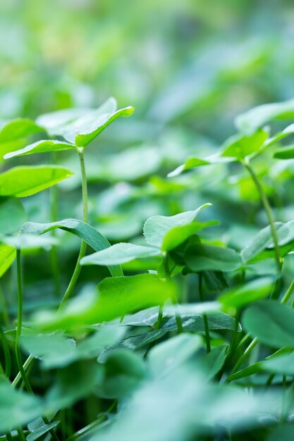 Nature background with clover leaves