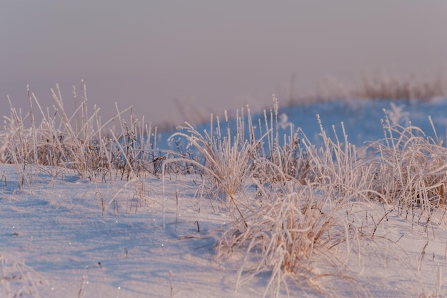 Nature background with frosez grass in winter field covered snow. Morning landscape, selective focus/