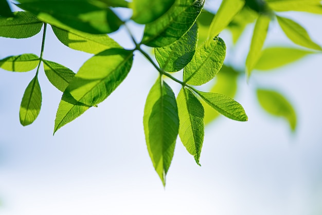 Nature background with green leaves