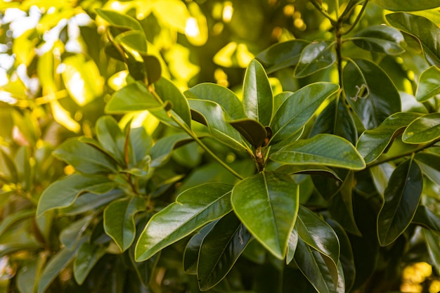 Nature background with tree branch and leaves