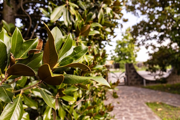 Nature background with tree branch and leaves