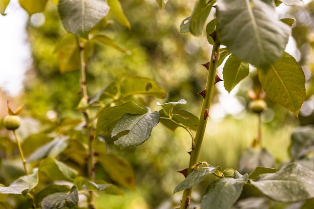 Nature background with tree branch and leaves