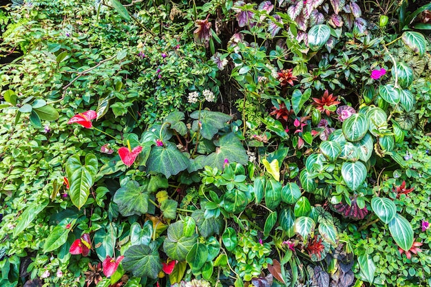 Nature background with tropical green leaf