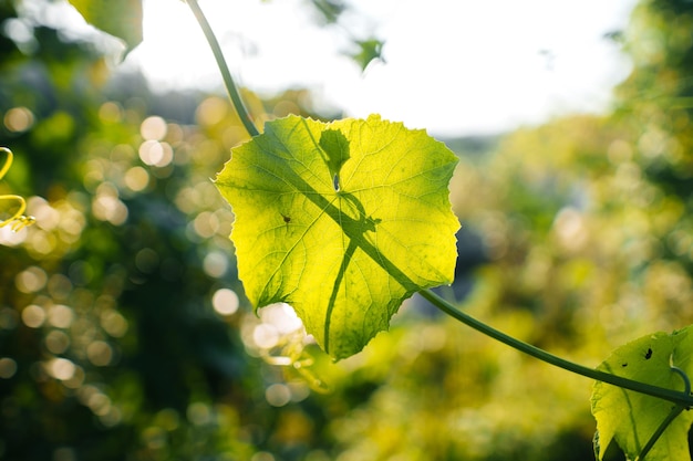 Nature backgroundleaf grass and green trees background