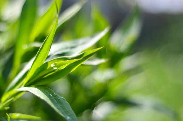 Nature backgrounds, backgrounds concept. Leaves phlox.