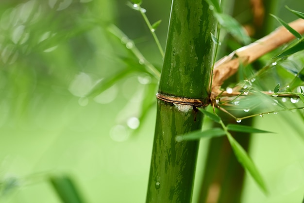 Nature bamboo branches with rain drops.