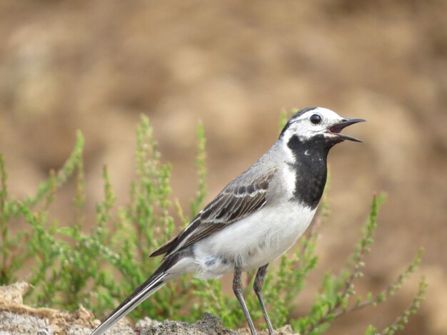 Nature and birds