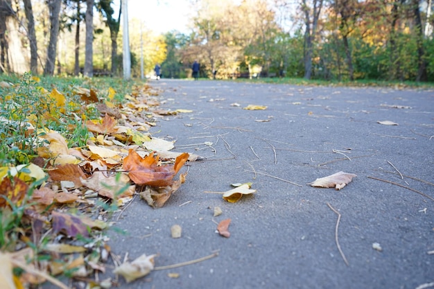 Nature change scene Autumn alley in the park morning light