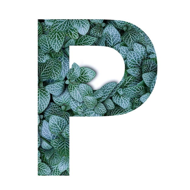 Photo nature concept alphabet of green leaves in alphabet letter p shapes