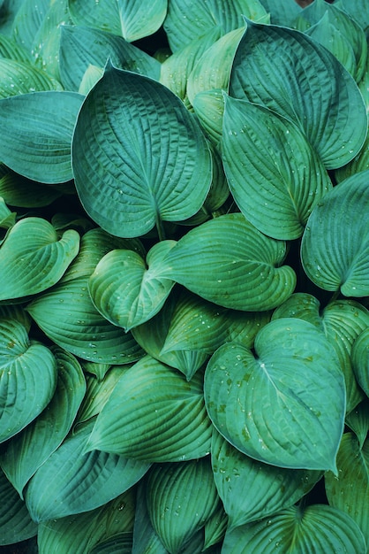 Nature concept. Top view. Green leaves close-up. Tropical leaf.