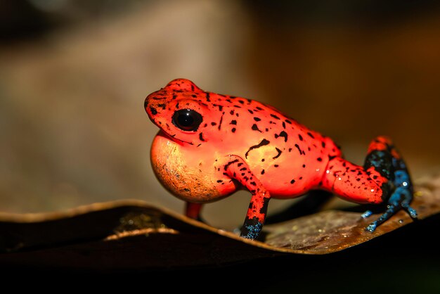 Nature Costa Rica wildlife Sarapiqui Strawberry poison frog strawberry poisondart frog