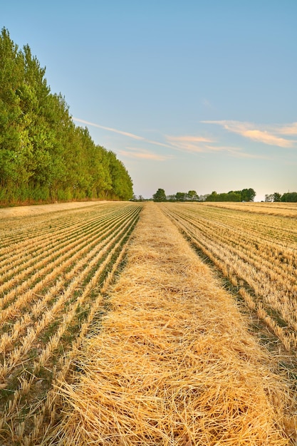 Nature farm and field of wheat for harvest with lines for farming agriculture and crops in countryside Landscape meadow background and growth of barley grain or rye plants in natural environment