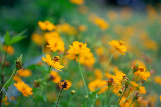 Nature, Flower, Background