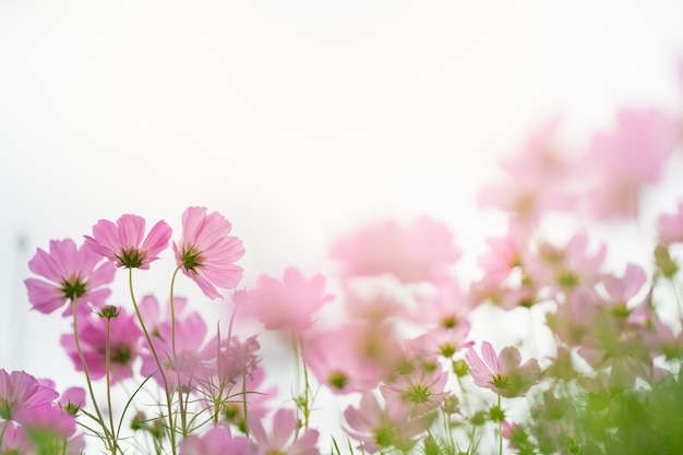 Nature of flower using as spring summer cover page background