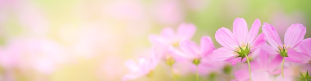 Nature of flower using as spring summer cover page background