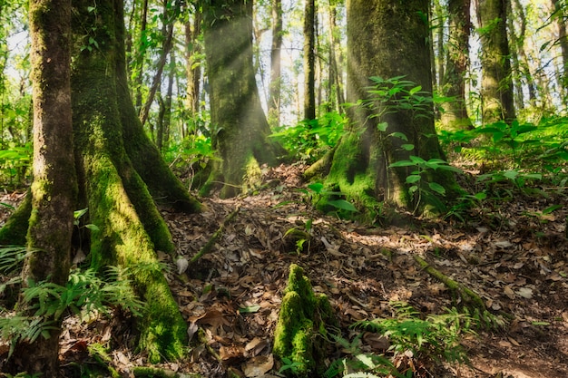 Nature and forest