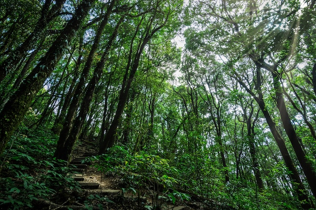 Nature and forest