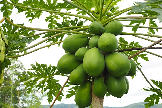 Nature fresh green papaya on tree with fruits in nature landscape