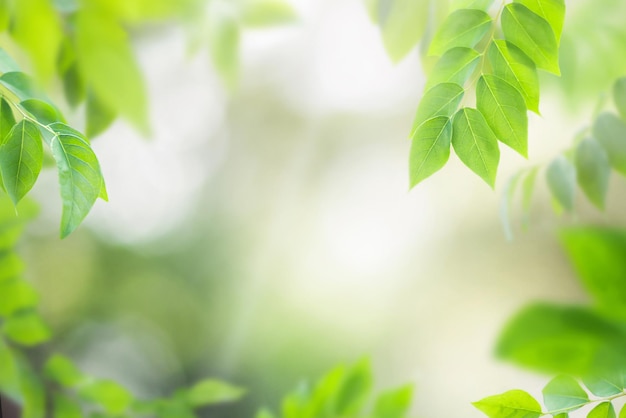 Nature fresh summer leaves abstract background