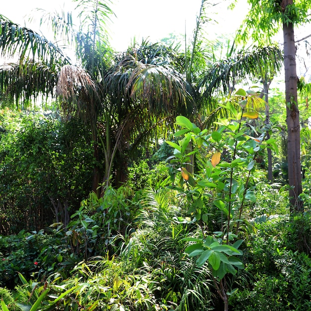 Nature Garden Leaves Background