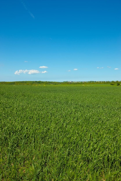 Nature grass and field in countryside blue sky and outdoor mockup space Plants lawn and natural land in spring on farm with vegetation clouds and landscape in sustainable environment in Norway