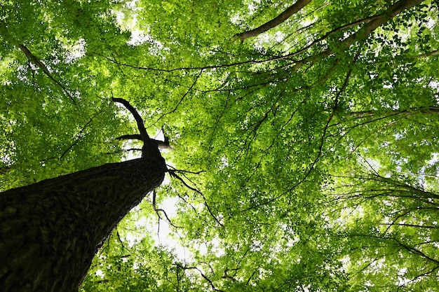 Nature green background Beautiful spring deciduous forest with trees and leaves Relaxation and rest for the soul Concept for ecology and nature