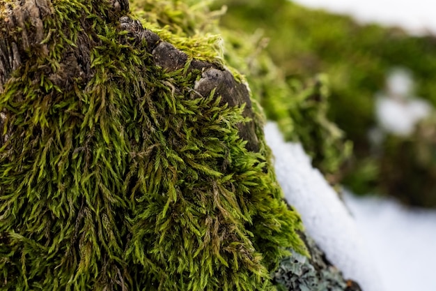 Nature green background lichen on mossgrown surface close up