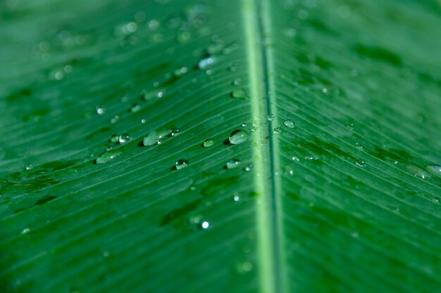 Nature green banana leaf with droplet texture background