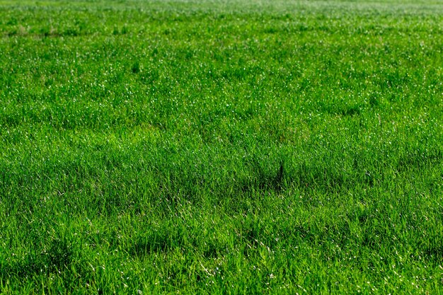 Nature green grass background top view close up